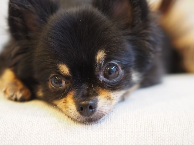 犬 に 噛ま れ たら